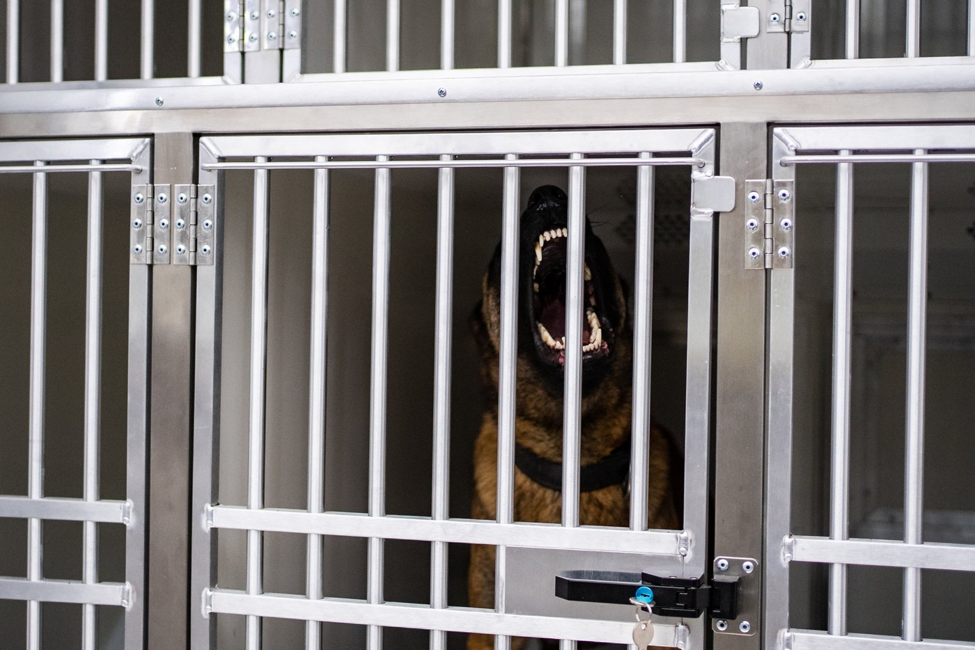 Police dog in kennel